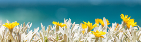 Pełnym Głosem - 26. Warsztaty Letnie Śpiewu Białego