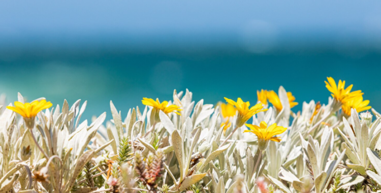 Pełnym Głosem | Letnie Warsztaty Śpiewu Białego | 26. edycja